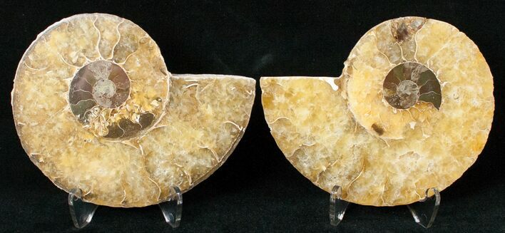 Polished Ammonite Pair - Million Years #15897